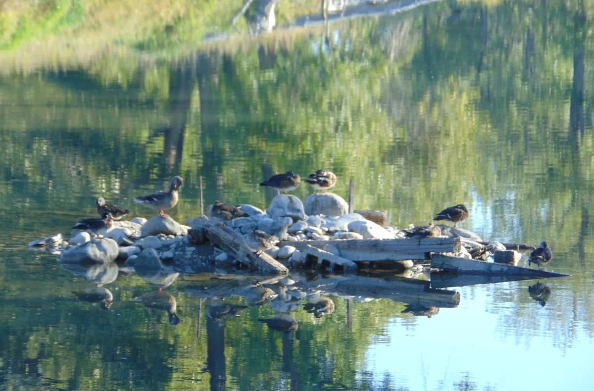 Reflective pond at Inglewood Bird Sanctuary in Calgary